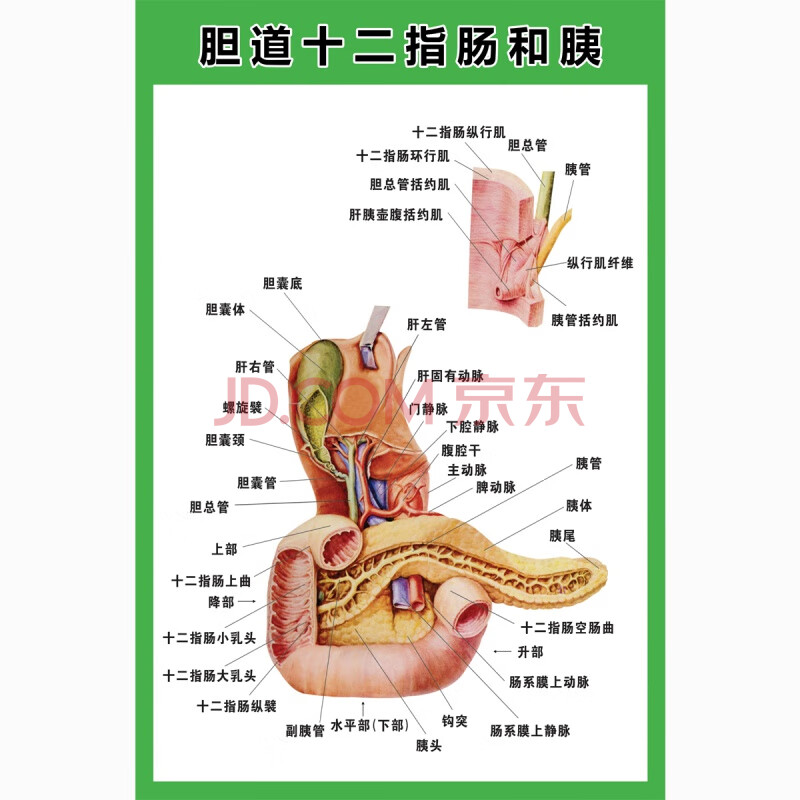 示意图医学宣传挂图人体器官心脏结构图医院海报 z113a-胆道十二指肠