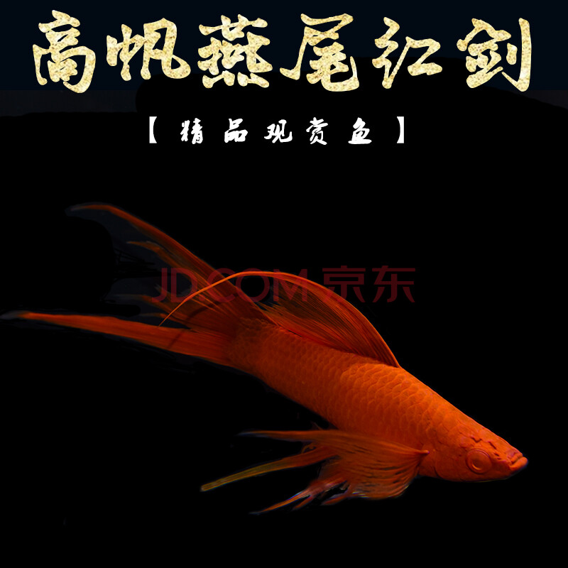 尾燕尾活鱼水族馆家养活鱼苗种鱼刀公现货-岚黛 燕尾红剑【13-14cm】