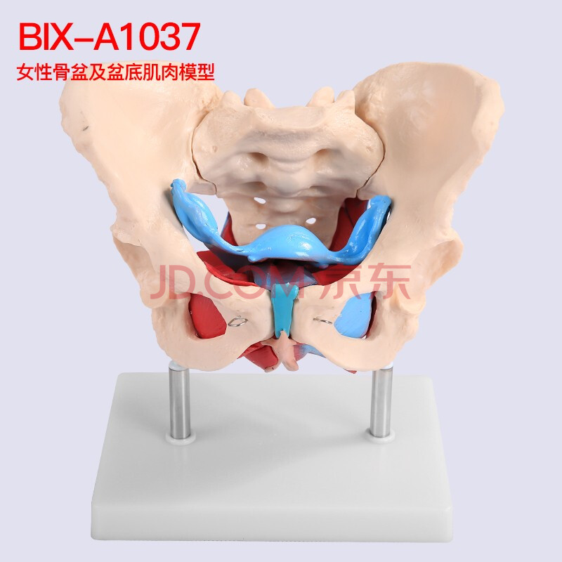 医学助产教学模型人体骨骼模型 bix a1037女性骨盆及盆底肌