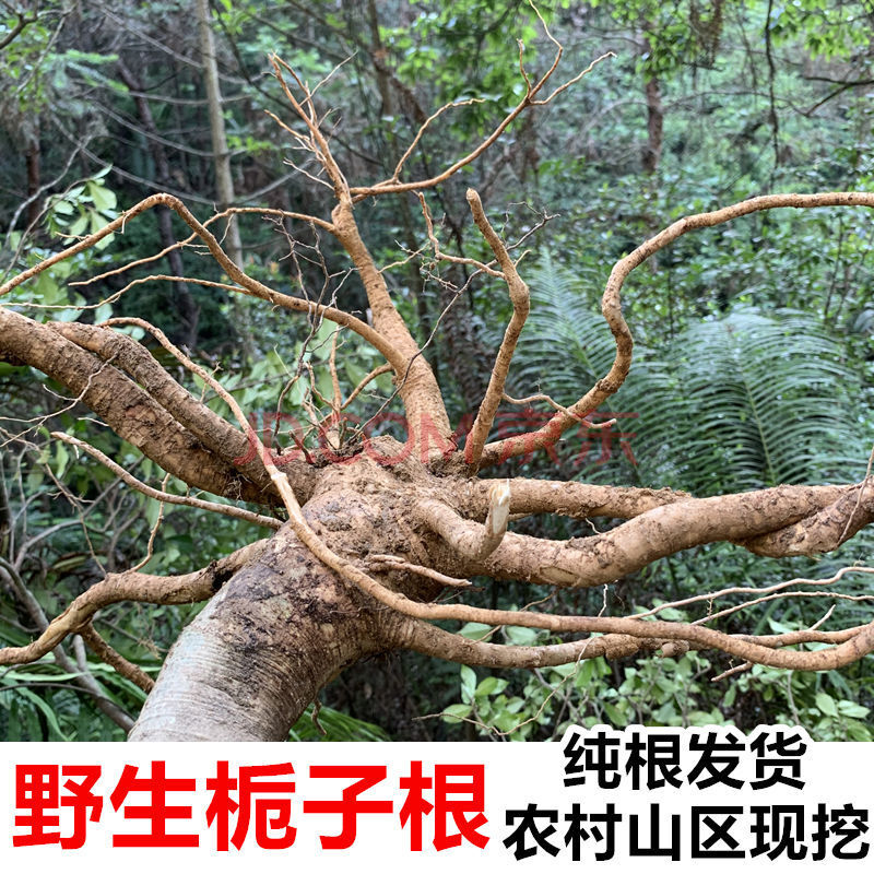 栀子根 纯根 黄栀子根黄果根黄枝子根山栀根桅子根 500克干品 (纯根)