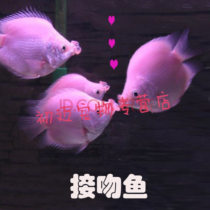 接吻鱼活体亲嘴鱼苗淡水鱼观赏鱼热带鱼小型鱼草缸鱼清洁鱼宠物鱼活体