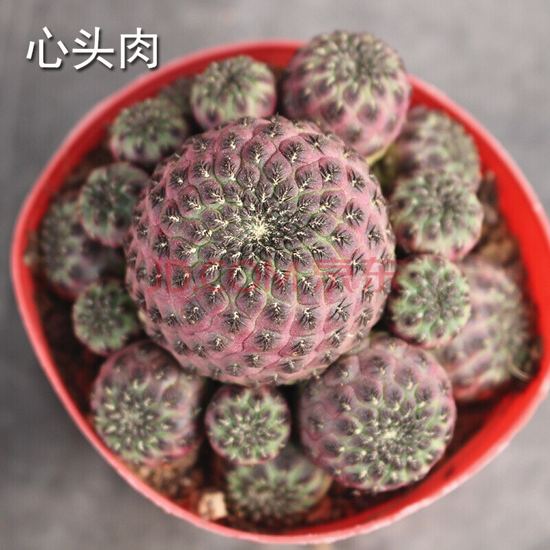 仙人球 仙人掌科属 星兜 鸾凤玉紫丽丸布纹球奇仙玉火麒麟 多肉多浆