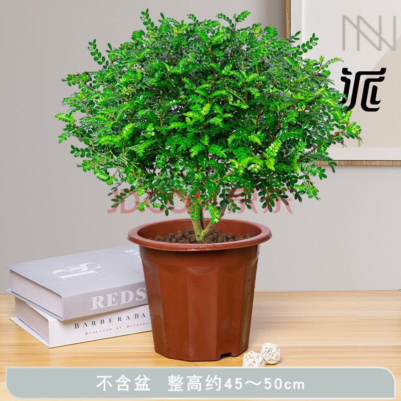 花东π对】雾松盆栽雾凇绿色桌面植物室内办公室好养易活圣诞树小绿植