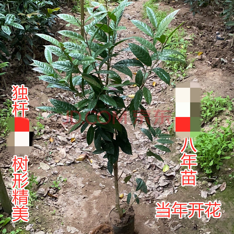 金花茶苗防城金花茶树名贵种金花茶树苗防普金花茶盆栽茶花苗z1 矮化