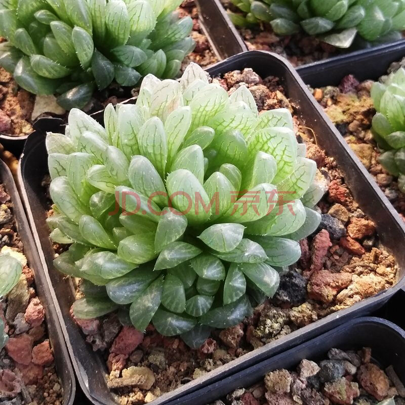 【i年货节i】多款品种玉露新手精品套餐姬玉露冰灯水晶十二卷多肉植物