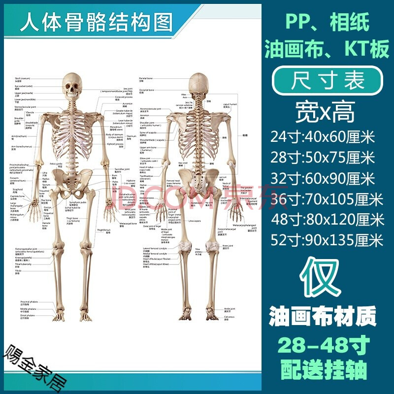 人体解剖彩色学骨骼结构图神经肌肉五脏六腑淋巴示意解刨器官挂图人体