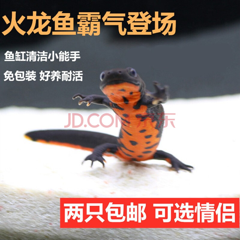 爱闹水族 小火龙鱼活体冷水清道夫鱼工具鱼清洁鱼东方