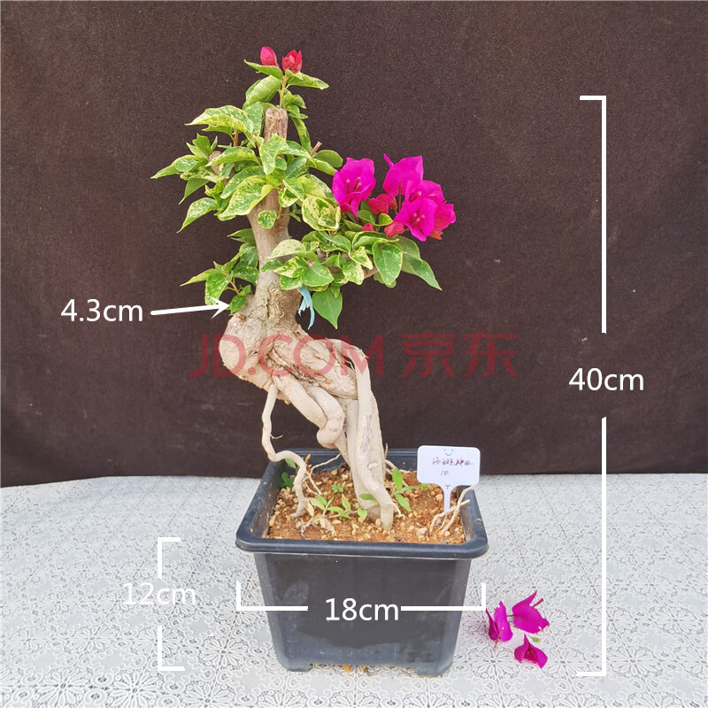 提根老桩三角梅沙斑艳红四季开花阳台摆放爬藤树苗一物一拍盆景 沙斑