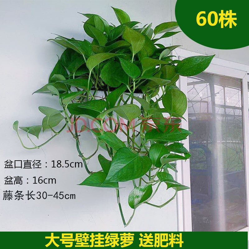 墙壁上挂的绿植壁挂绿萝挂墙绿植绿萝盆栽室内植物长藤文竹除甲醛水培