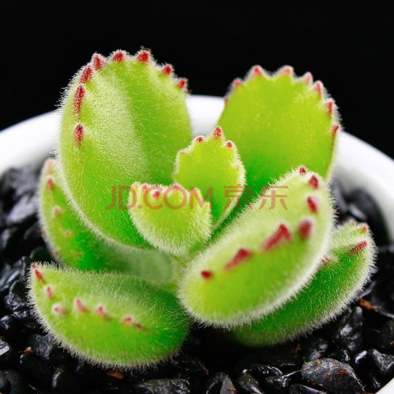 熊童子多肉植物群生老桩白熊绿熊泰迪熊超萌肉肉植物室内奇趣盆栽