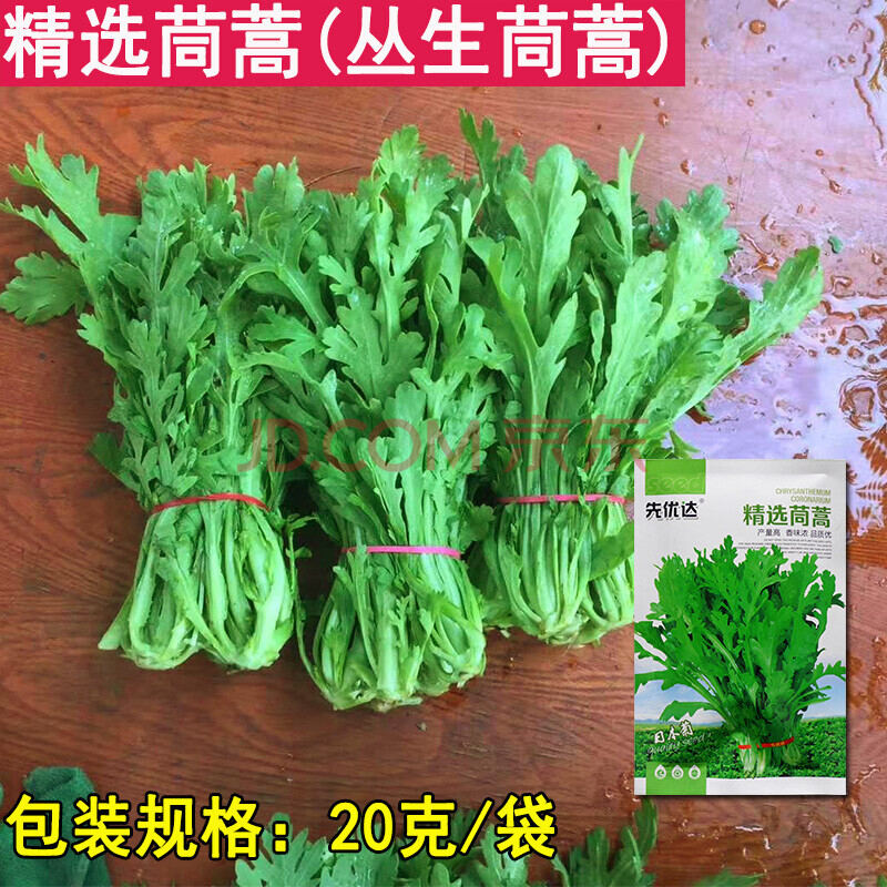 青光一号光杆小叶茼蒿种籽耐热耐寒四季青菜蒿子秆蓬蒿菜蔬菜种子