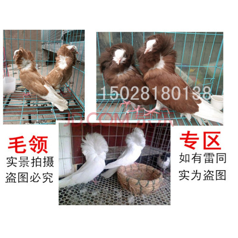 两头红.大鼻子,鸽子活体 毛领种鸽一对.【图片 价格 品牌 报价】-京东