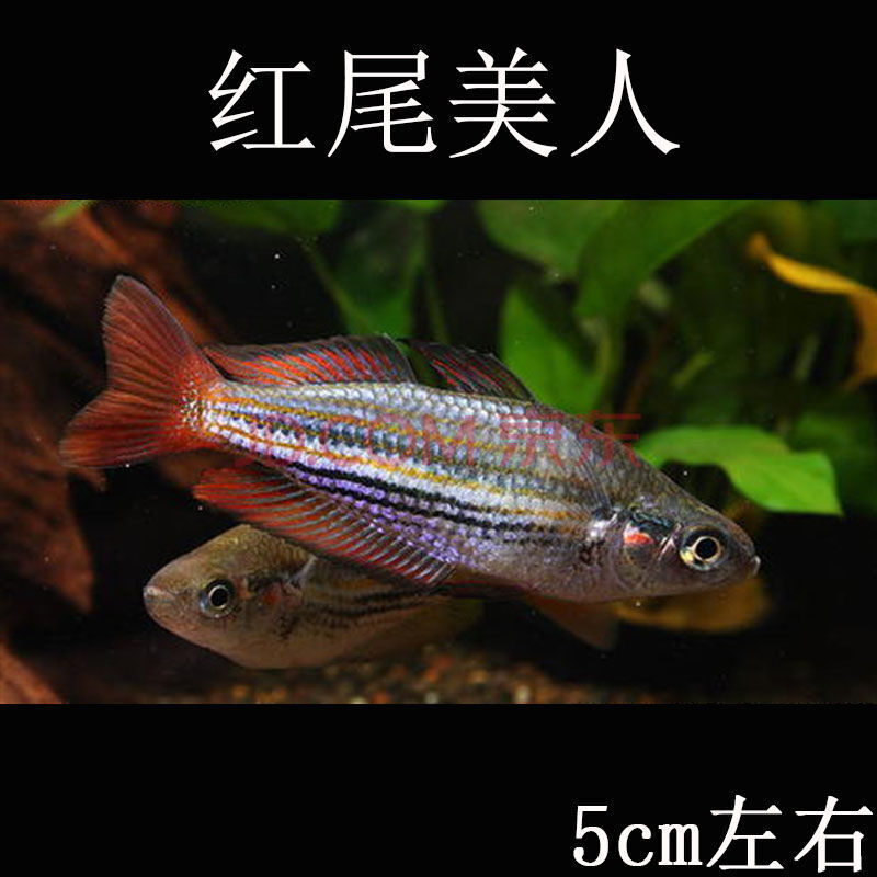 观赏鱼神仙鱼燕鱼秘鲁燕鱼鱼苗活包活宠物套餐天使鱼热带鱼小型 红尾