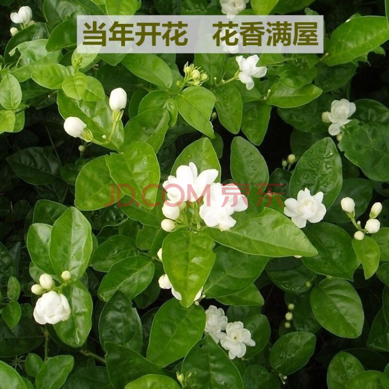 【精选】茉莉花盆栽四季室内外观花植物重瓣茉莉花苗阳台绿植庭院花卉