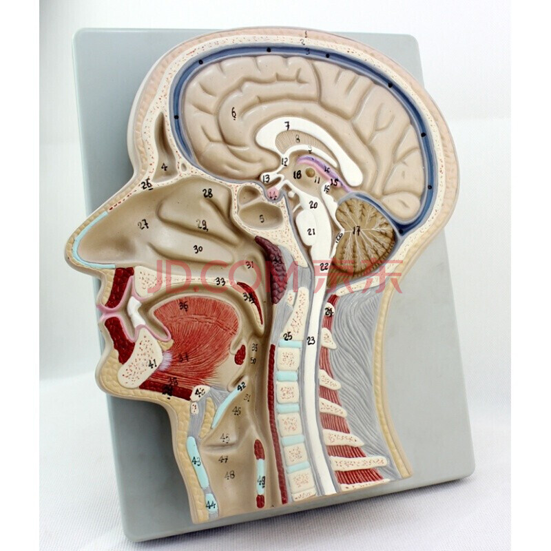 enovo颐诺 人体医学头部矢状切面模型 额状切大脑模型
