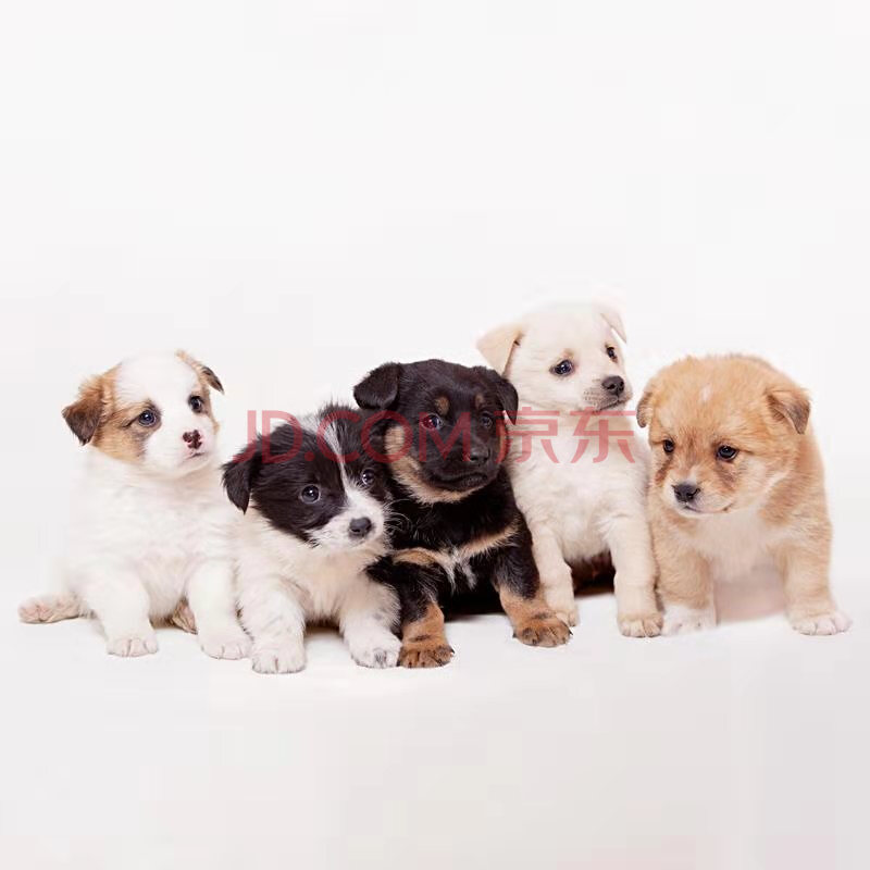 中华田园犬小白狗串串家养幼犬土狗家狗宠物小狗金毛混血狗狗活体