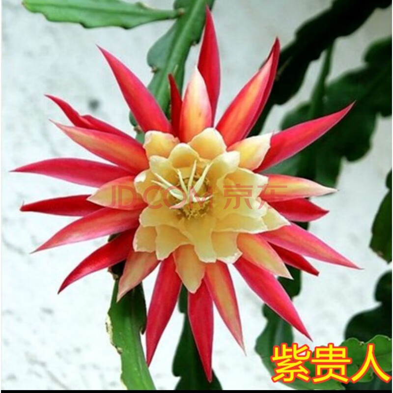 泰西丝 令箭荷花昙花大花重瓣品种带根苗红黄紫粉白多