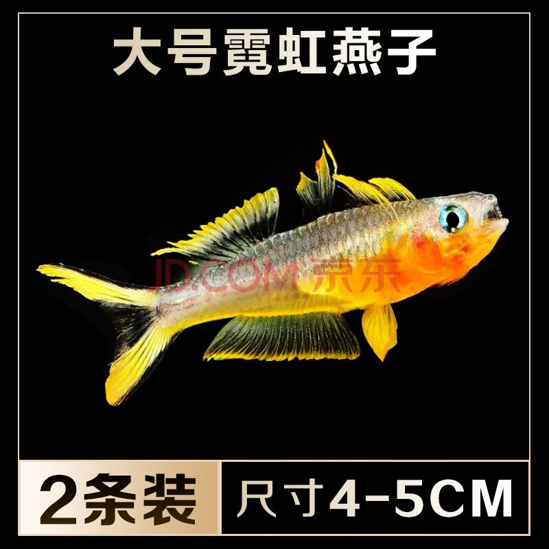 霓虹燕子彩虹新郎官鱼 热带鱼观赏鱼宠物鱼小型鱼草缸