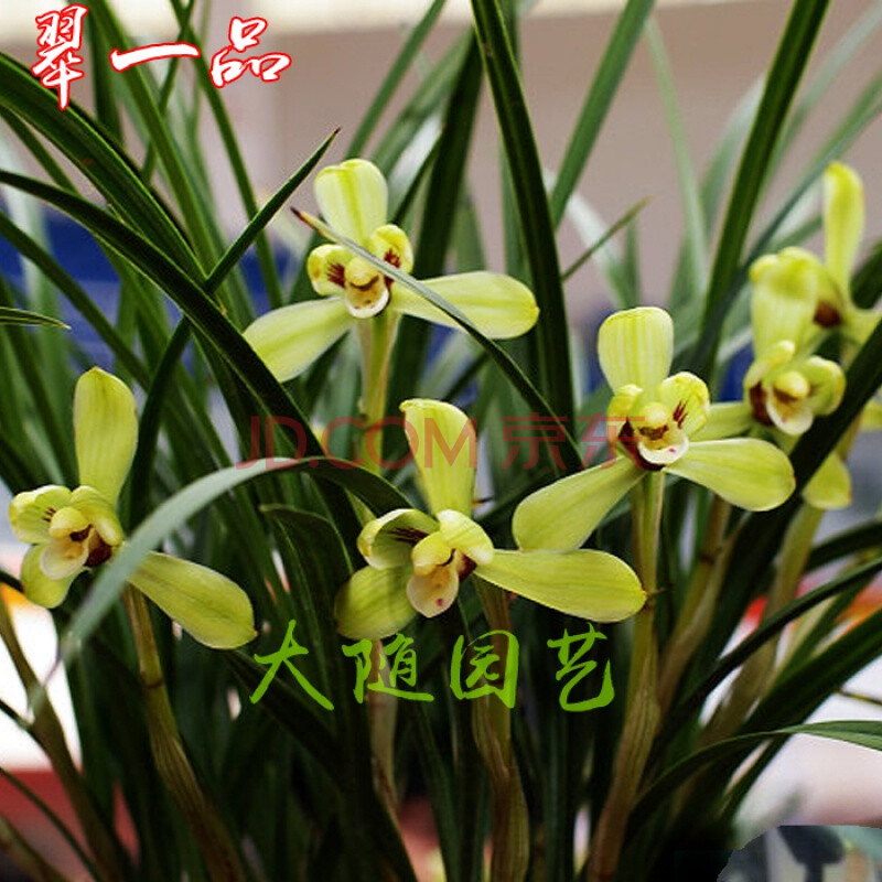 带花苞浓香型兰花苗【春兰绿云】春兰蕙兰室内花卉绿植盆栽蝴蝶兰