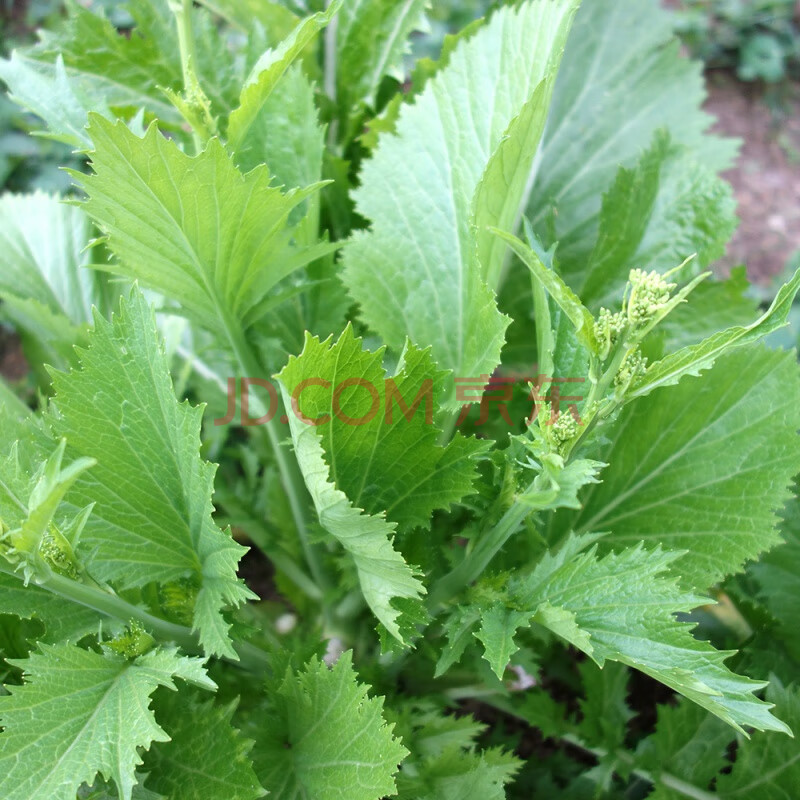 新鲜蔬菜现摘农家自种苦芥青菜苔冲菜 3斤