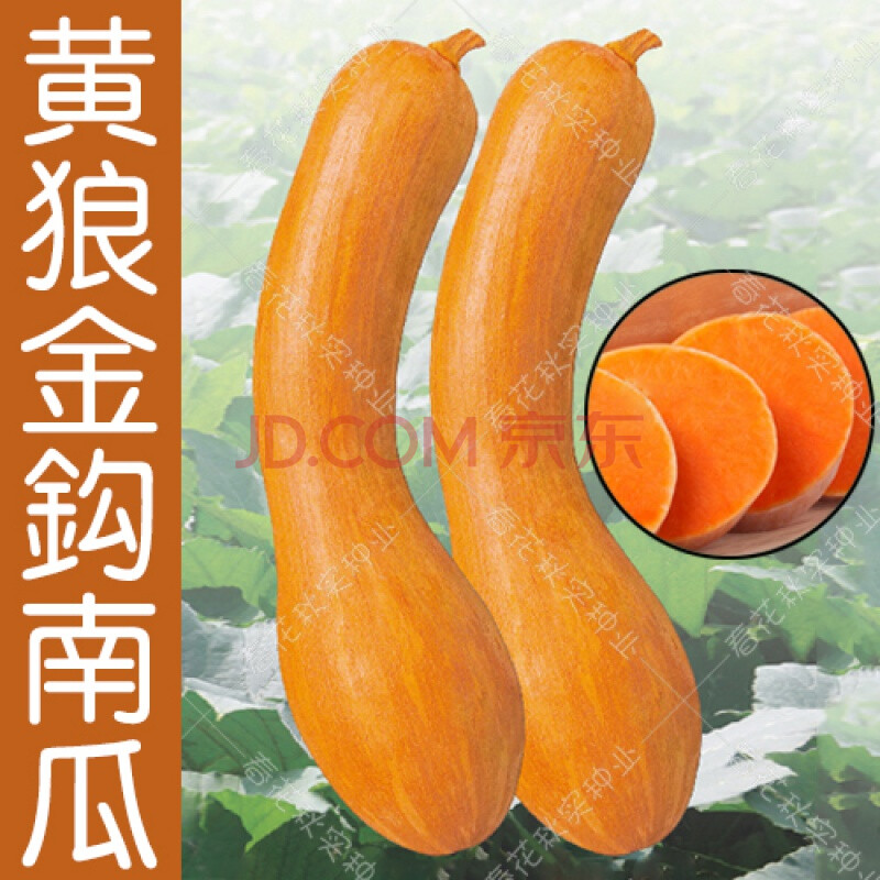 黄狼金钩黄皮南瓜种子 春季夏季蔬菜种子 甜面可口大
