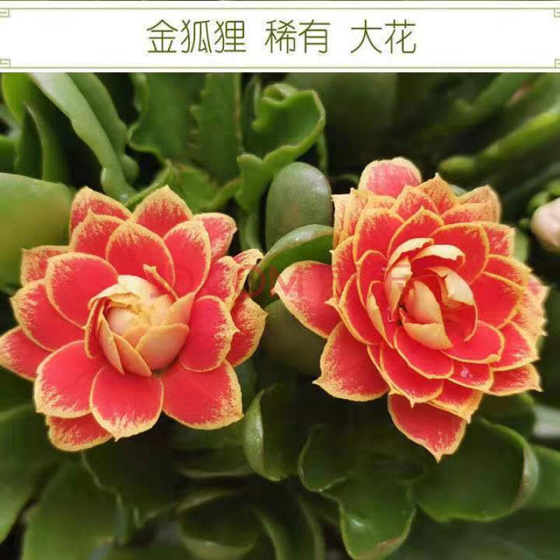 重瓣长寿花苗盆栽花卉绿植四季开花 进口金狐狸【四颗苗原盆原土】