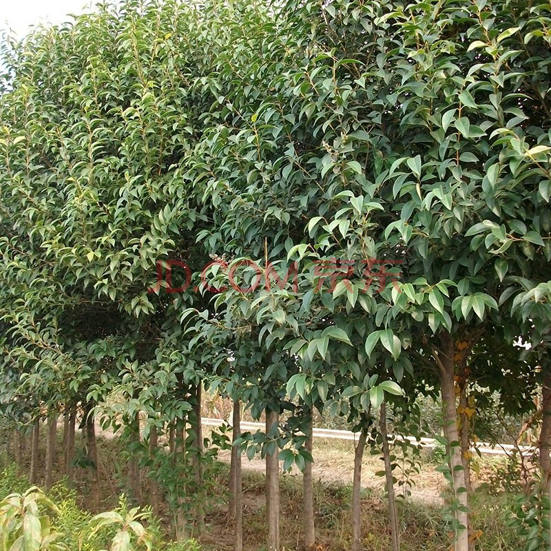 致荟树 大叶女贞树苗绿化苗木南方北方种植别墅庭院地栽四季常绿高杆