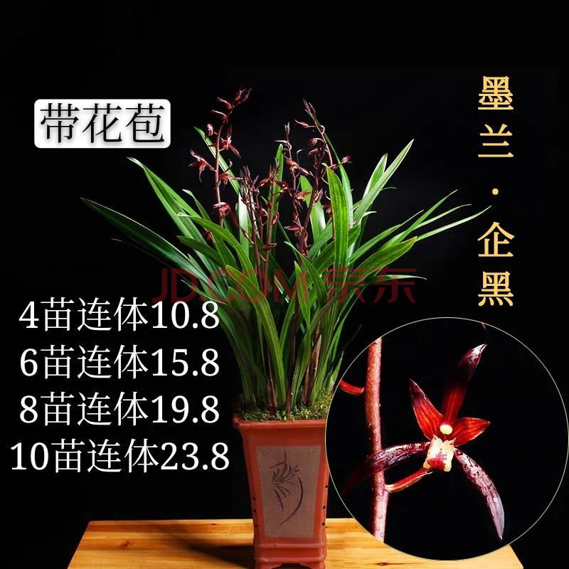 【严选】【金华山】墨兰金边线艺兰花苗浓香绿植盆栽客厅室内好养