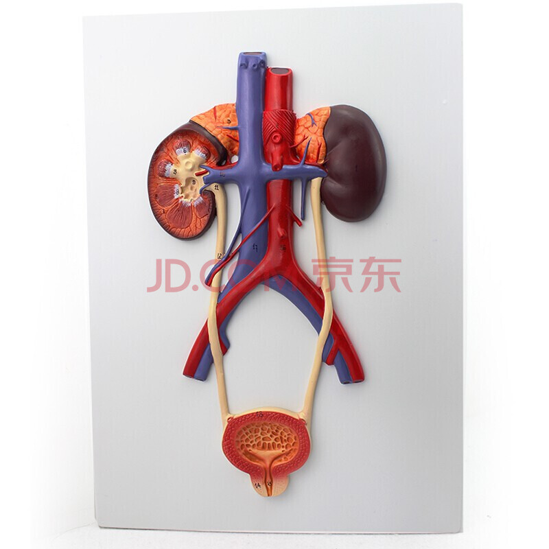 enovo颐诺人体泌尿模型输尿管膀胱尿道模型肾解剖模型医学泌尿外科
