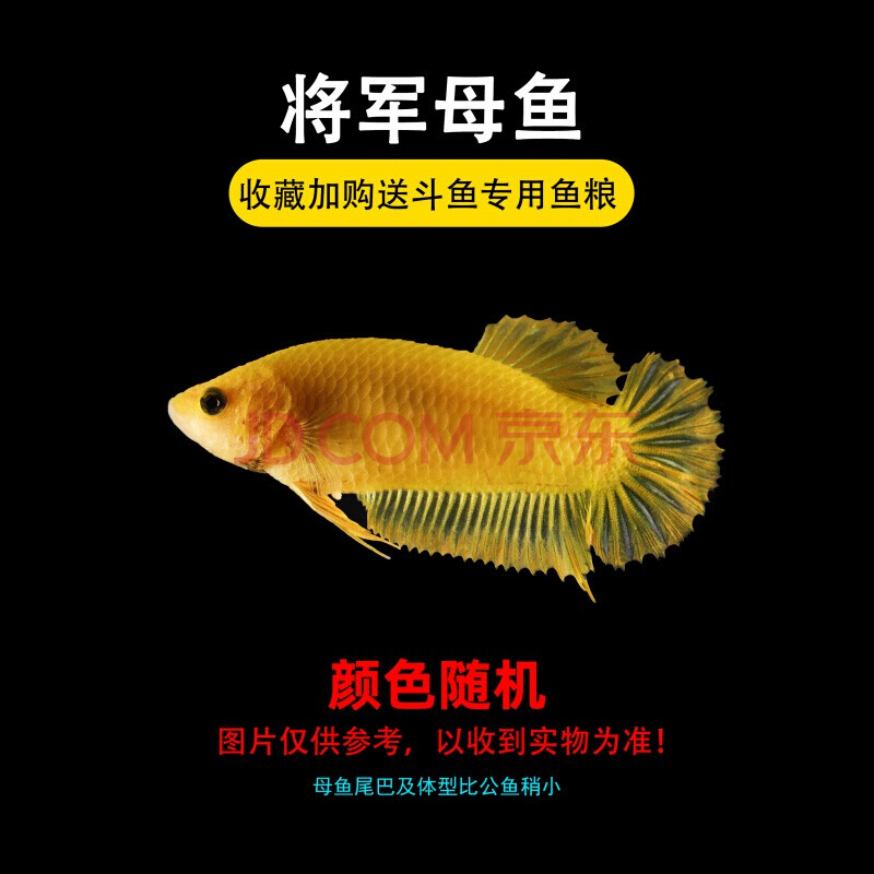 【京东】泰国斗鱼马尾狮王半月母斗鱼观赏鱼热带鱼活宠物淡水鱼鱼缸