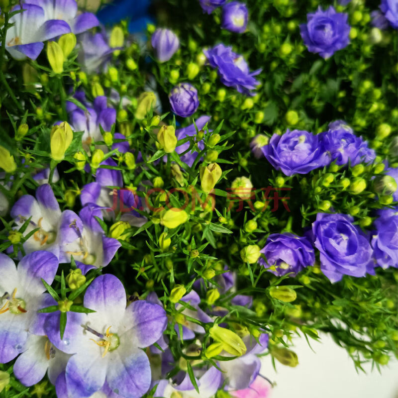 【精选】蓝紫色重瓣丹麦梦露风铃花草盆栽植物带花苞室内客厅花卉四季
