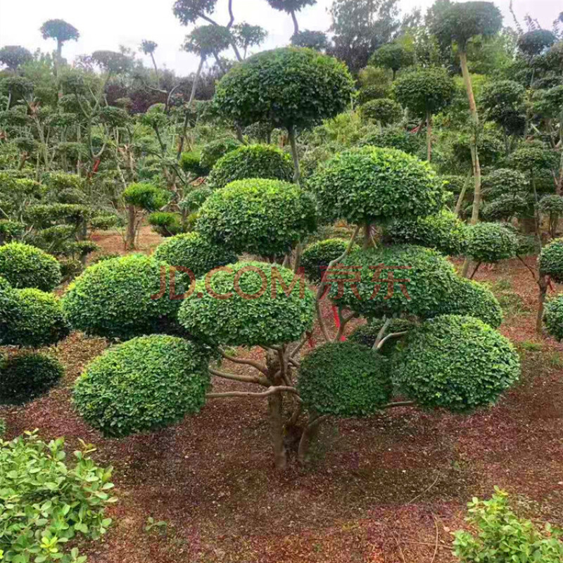 菜友小叶女贞造型盆景树桩球形树苗庭院别墅绿化植物小区绿化苗木高度