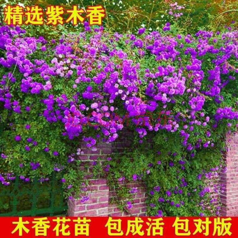 爬藤植物白红黄木香花苗盆栽庭院阳台四季攀援花卉 紫木香【包对版 包