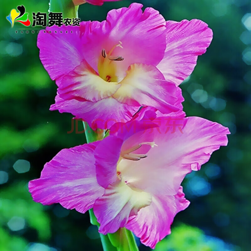 庭院植物花卉球根唐菖蒲种球 剑兰种球阳台四季兰花绿植盆栽鲜花 紫