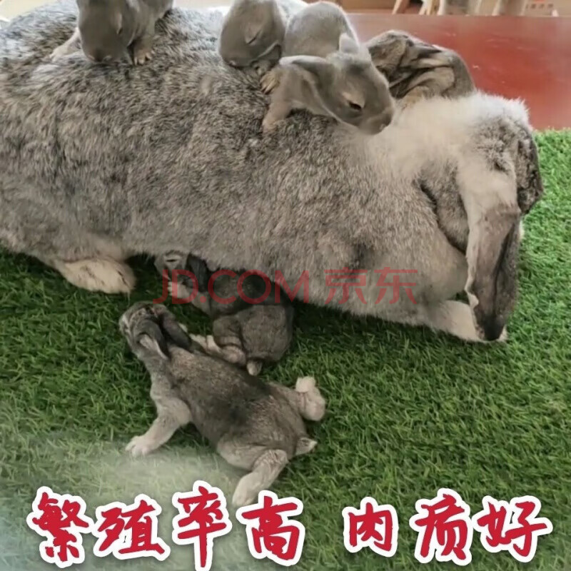 兔子活体大体公羊兔活体兔子巨无霸兔子大型肉兔可长40斤包活 麻色 公