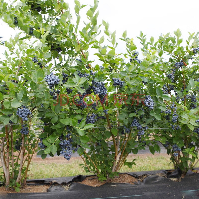 带花包发货 蓝莓苗盆栽地栽果树苗蓝梅树苗蓝莓苗四季