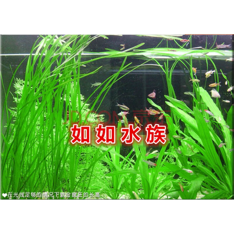 大水兰植物活体水草装饰淡水中后景鱼缸水韭菜原生缸阴性造景 大水兰