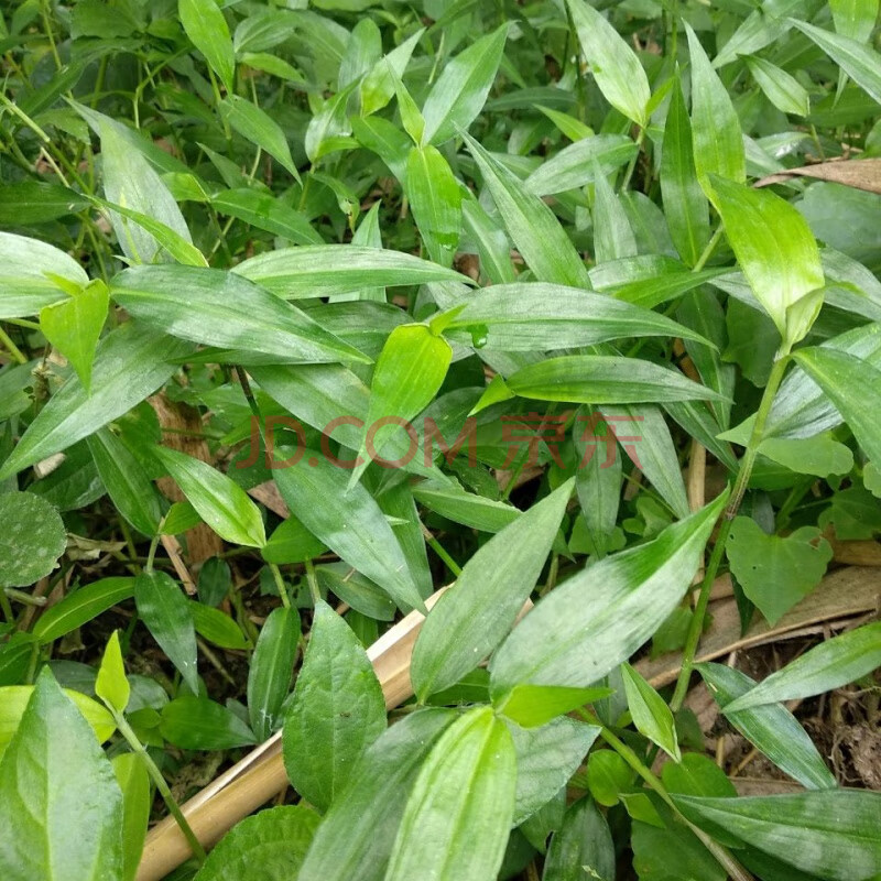现采新鲜鸭拓草 鸭跖草 竹节菜 竹叶菜碧竹子淡竹叶500g