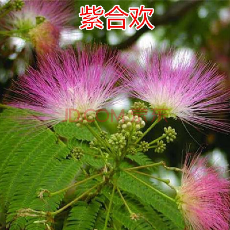富满升 合欢树苗芙蓉花树苗合欢苗绒花树芙蓉王花苗道路绿化苗四季