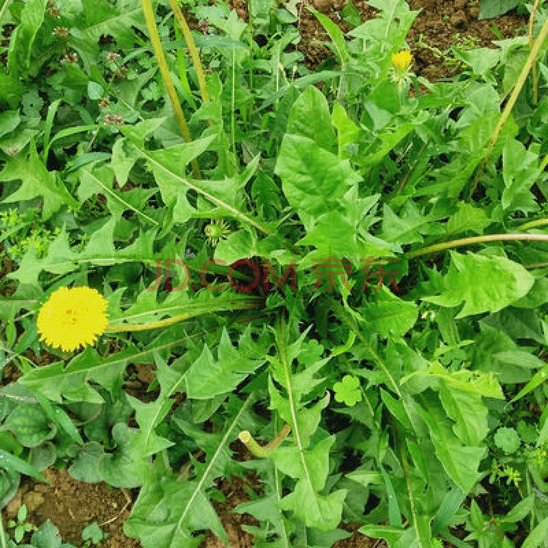 野生荠菜种子叶花叶荠菜蒲公英种子婆婆丁马齿苋种子马菜菜 蒲公英