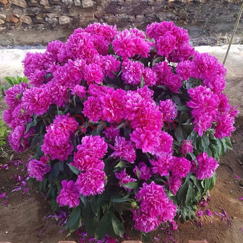 【四季开花】重瓣芍药花苗浓香型花卉盆栽绿植芍药花耐寒牡丹花苗 4号