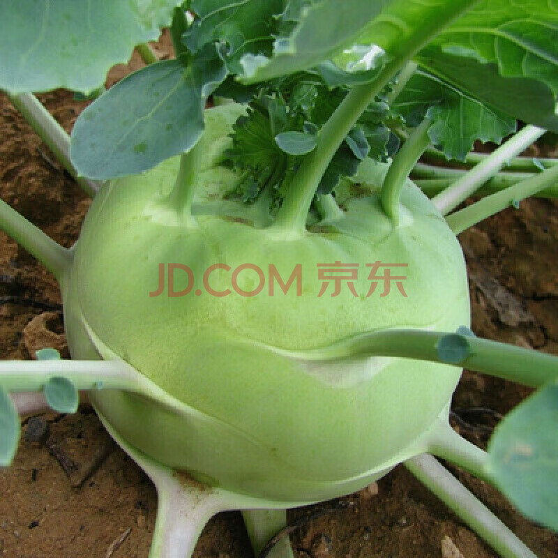新鲜蔬菜苤蓝撇了疙瘩菜芥菜头泡菜5/9斤现发生鲜 5斤