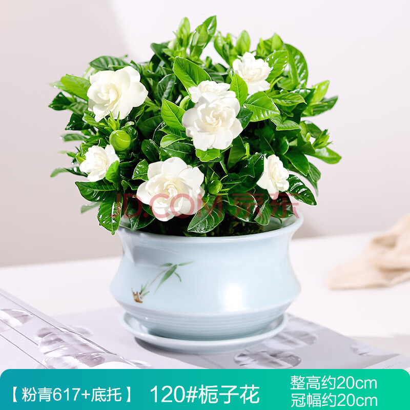 栀子花盆栽植物办公室内花卉四季开花树苗好养易活阳台水培小绿植 120