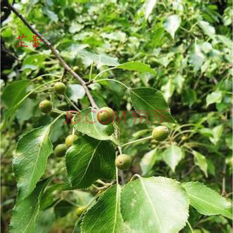 杜梨种子豆梨棠棣子棠梨种子海棠梨野梨子土梨二两100g