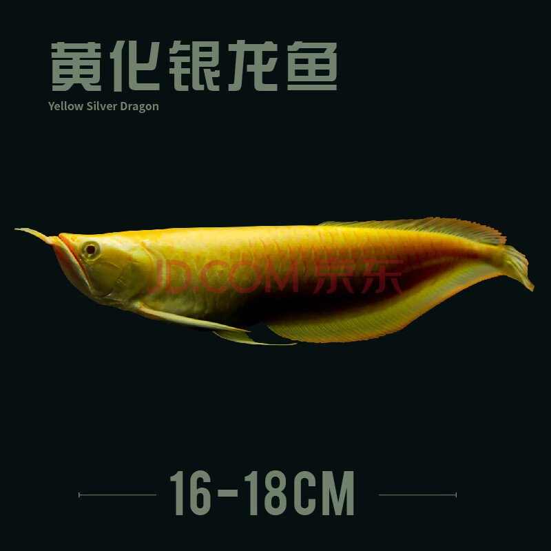 银龙红龙金龙 龙魟配鱼中大型热带观赏鱼活体 16-18cm 黄化白子银龙鱼