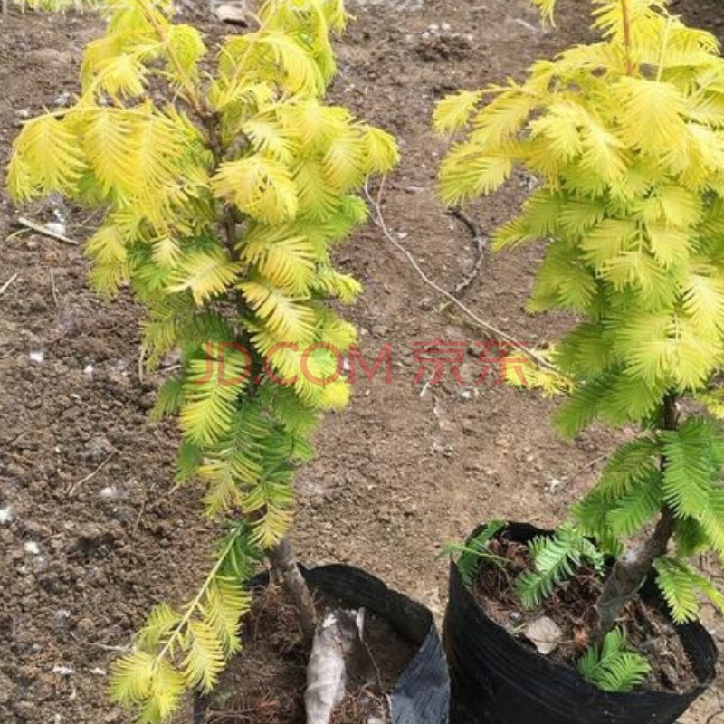 升 园林绿化苗木庭院植物金叶水杉树苗嫁接金叶水杉苗彩色苗木黄金杉
