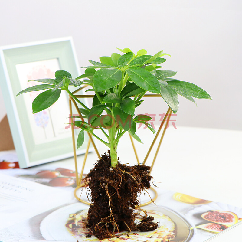 鸭掌木盆栽盆栽植物室内花卉常青八方来财七叶莲发财树绿植盆景苗 八