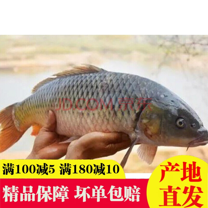 【鲤鱼】微山湖大鲤鱼新鲜鲜活四鼻鲤鱼 大鱼 活鱼现杀淡水鱼姒桀 杀