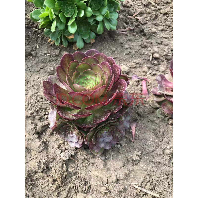 多瑙梦沙拉碗万圣节法师多肉植物圆叶玫瑰手捧花缀化一物一拍多头老桩