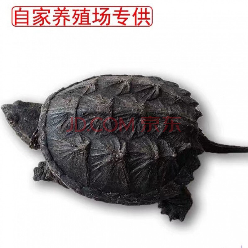 乌龟活体北美小鳄龟活体龟杂佛鳄龟苗子宠物龟观赏龟水龟 北美鳄龟
